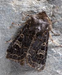 Attēlu rezultāti vaicājumam “Tholera cespitis”