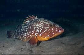 Image result for Epinephelus marginatus