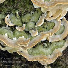 Attēlu rezultāti vaicājumam “Cerrena unicolor”