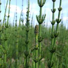 Attēlu rezultāti vaicājumam “Equisetum palustre”