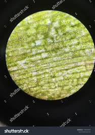 Attēlu rezultāti vaicājumam “Hydrilla verticillata leaf”