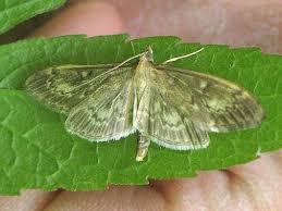 Attēlu rezultāti vaicājumam “Anania lancealis”