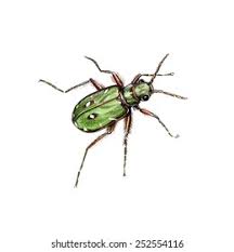 Attēlu rezultāti vaicājumam “Cicindela campestris”