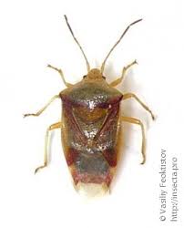 Attēlu rezultāti vaicājumam “Rhopalus maculatus imago”