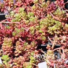 Attēlu rezultāti vaicājumam “Sedum album flower”