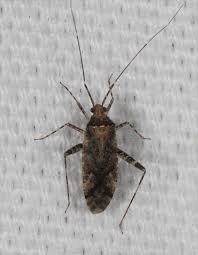 Attēlu rezultāti vaicājumam “Phytocoris longipennis”