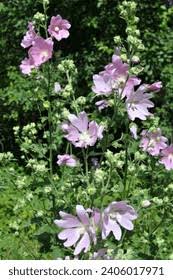 Image result for Lavatera thuringiaca