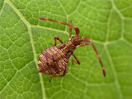 Attēlu rezultāti vaicājumam “Coreus marginatus nymph”