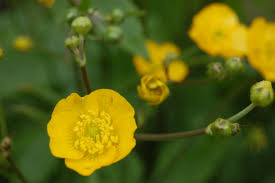 Attēlu rezultāti vaicājumam “Ranunculus lanuginosus flower”