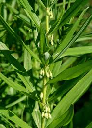 Attēlu rezultāti vaicājumam “Polygonatum verticillatum”