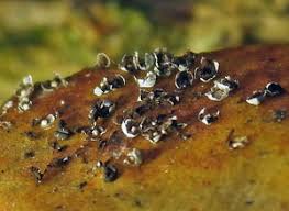 Attēlu rezultāti vaicājumam “Diachea muscorum macro”