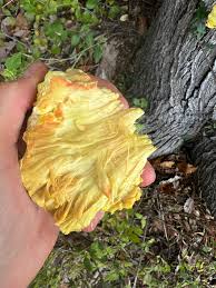 Attēlu rezultāti vaicājumam “Hapalopilus croceus”