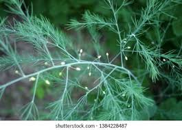 Attēlu rezultāti vaicājumam “Asparagus officinalis leaf”