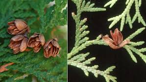 Attēlu rezultāti vaicājumam “Thuja occidentalis leaf”