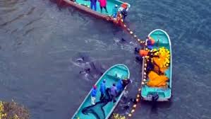 Image result for japan dolphin slaughter