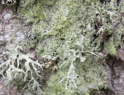 Attēlu rezultāti vaicājumam “Calicium viride”