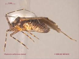 Attēlu rezultāti vaicājumam “Phytocoris tiliae imago”