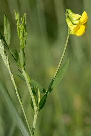 Attēlu rezultāti vaicājumam “Lathyrus pratensis flower”