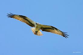 Attēlu rezultāti vaicājumam “Pandion haliaetus adult”