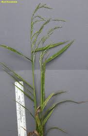 Attēlu rezultāti vaicājumam “Cinna latifolia”