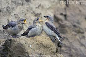 Attēlu rezultāti vaicājumam “Oenanthe oenanthe”