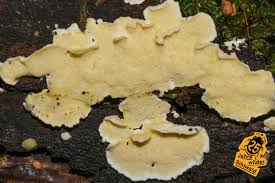 Attēlu rezultāti vaicājumam “Flaviporus citrinellus”