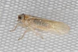 Attēlu rezultāti vaicājumam “Delphacidae”