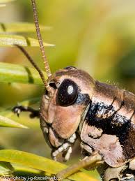 Attēlu rezultāti vaicājumam “Podisma pedestris”