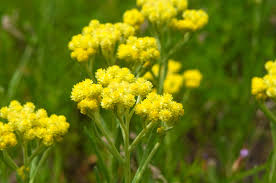 Attēlu rezultāti vaicājumam “Helichrysum arenarium flower”