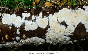 Attēlu rezultāti vaicājumam “Postia rennyi”