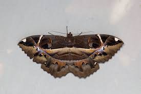 Attēlu rezultāti vaicājumam “Epermenia falciformis”