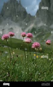 Attēlu rezultāti vaicājumam “Armeria vulgaris leaf”