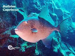 Image result for Balistes capriscus