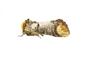 Attēlu rezultāti vaicājumam “Phalera bucephala imago”