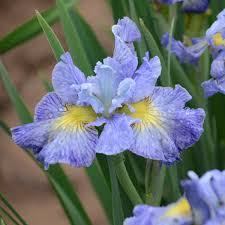 Attēlu rezultāti vaicājumam “Iris sibirica flower”