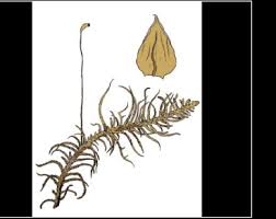 Attēlu rezultāti vaicājumam “Helodium blandowii”