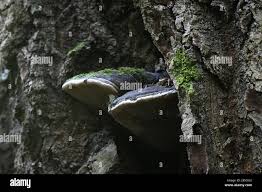 Attēlu rezultāti vaicājumam “Phellinus populicola”