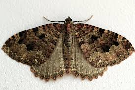 Attēlu rezultāti vaicājumam “Triphosa dubitata”