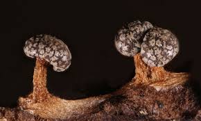 Attēlu rezultāti vaicājumam “Diderma tigrinum macro”