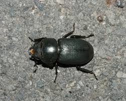 Attēlu rezultāti vaicājumam “Dorcus parallelopipedus”