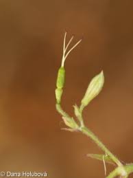 Attēlu rezultāti vaicājumam “Silene tatarica bud”
