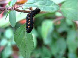 Attēlu rezultāti vaicājumam “Tenthredo mandibularis”