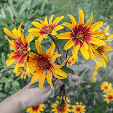 Image result for Heliopsis scabra