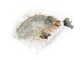 Attēlu rezultāti vaicājumam “Ichneumonidae cocoon”