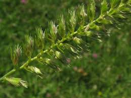 Attēlu rezultāti vaicājumam “Cynosurus cristatus”