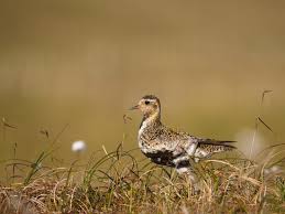 Attēlu rezultāti vaicājumam “Pluvialis apricaria”