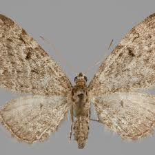 Attēlu rezultāti vaicājumam “Eupithecia tenuiata”