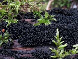 Attēlu rezultāti vaicājumam “Ruzenia spermoides”