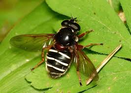 Attēlu rezultāti vaicājumam “Sericomyia lappona”