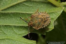 Attēlu rezultāti vaicājumam “Pentatomidae”